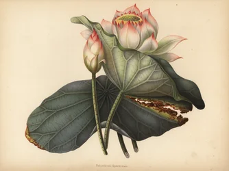 Indian Lotus, Nelumbo Nucifera